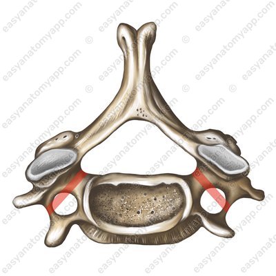 Groove for the spinal nerve (sulcus nervi spinalis)