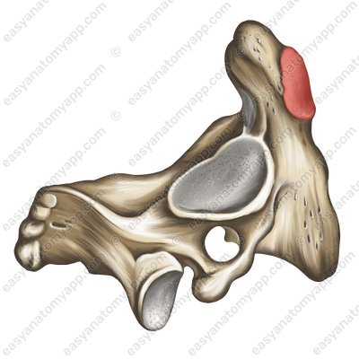 Anterior articular surface (facies articularis anterior)