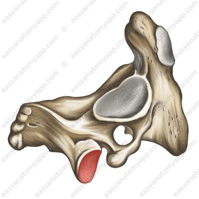 Inferior articular surface (facies articularis inferior)