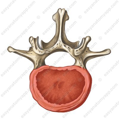 Vertebral body (corpus vertebrae)