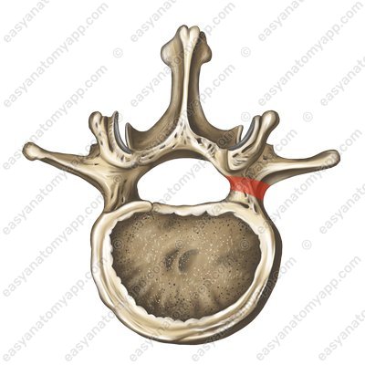 Vertebral foramen (foramen vertebrale)