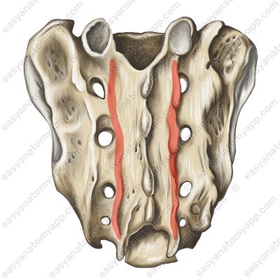 The intermediate sacral crest (crista sacralis medialis)