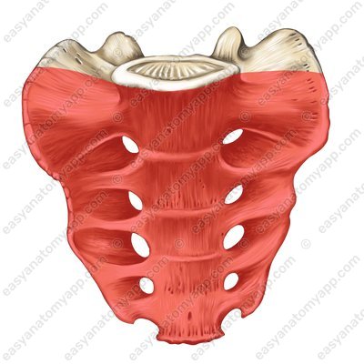 The pelvic surface (facies pelvica)