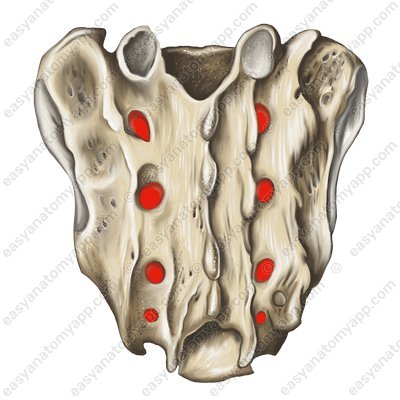 The posterior sacral foramina (foramina sacralia posteriora)