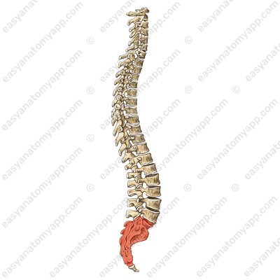 Sacral vertebrae (vertebrae sacrales)