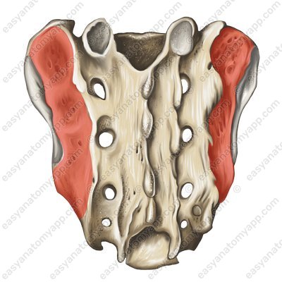 The sacral tuberosity (tuberositas ossis sacri)