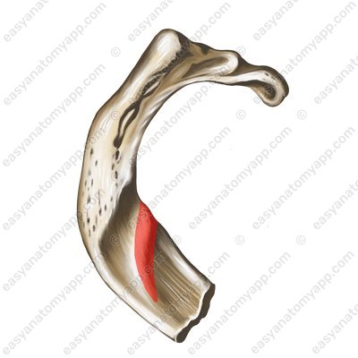 The scalene tubercle (tuberculum musculi scaleni anterioris)