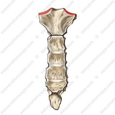 Clavicular notch (incisura clavicularis)