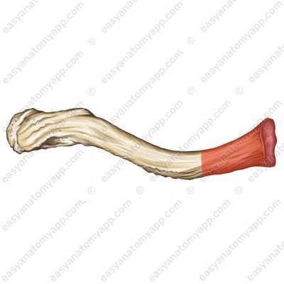 Sternal end (extremitas sternalis)