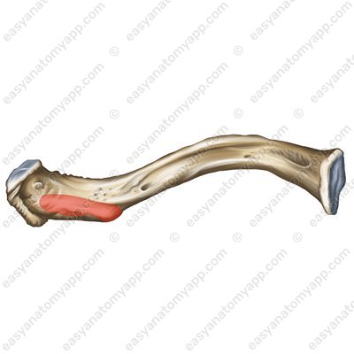 Tuberosity for the coracoclavicular ligament (tuberositas ligamenti coracoclavicularis)