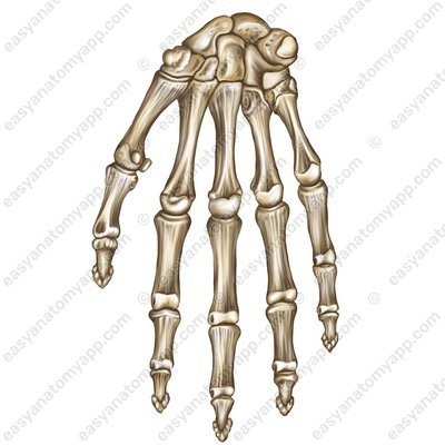 Bones of the hand (ossa manus)