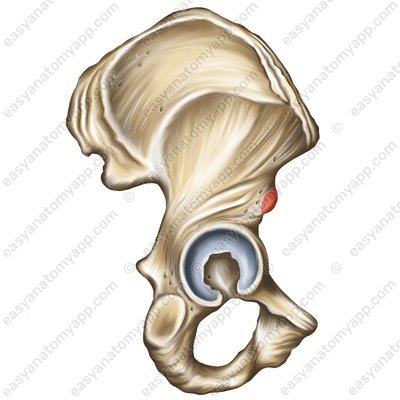 Anterior inferior iliac spine (spina iliaca anterior inferior)