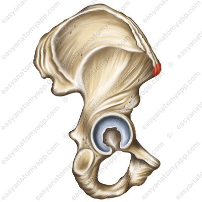 Anterior superior iliac spine (spina iliaca anterior superior)
