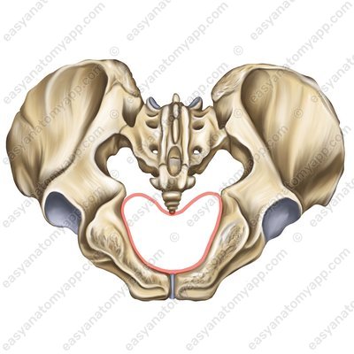 Pelvic outlet (apertura pelvis inferior)