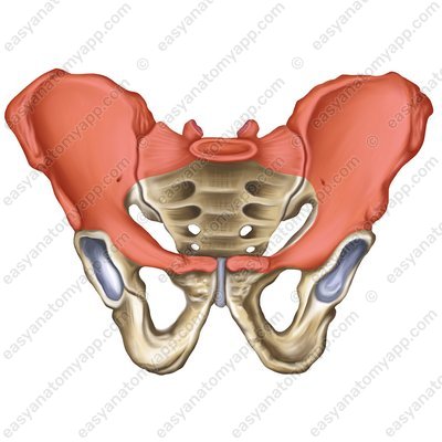 Greater pelvis (pelvis major)