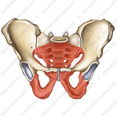 Lesser pelvis (pelvis minor)