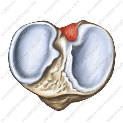Posterior intercondylar area (area intercondylaris posterior)