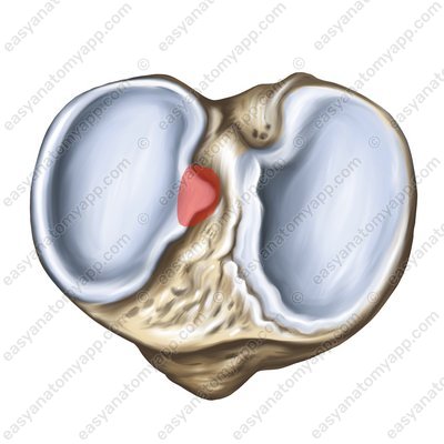 Lateral intercondylar tubercle (tuberculum intercondylare laterale)