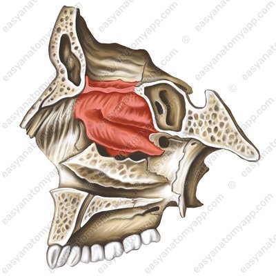 Ethmoidal bone (os ethmoidale)