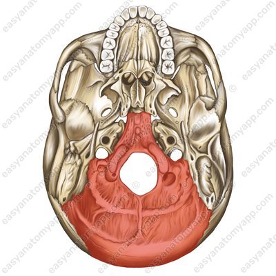 Occipital bone (os occipitale)