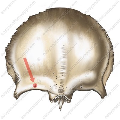 Supraorbital foramen (foramen supraorbitale)