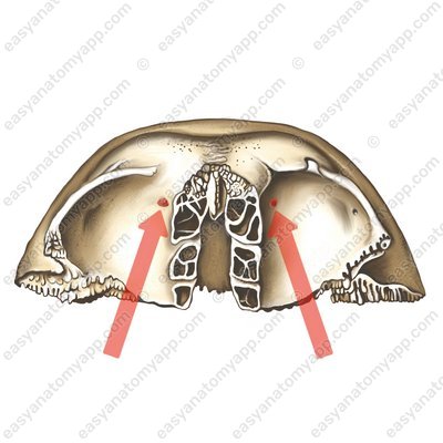 Trochlear spine (spina trochlearis)
