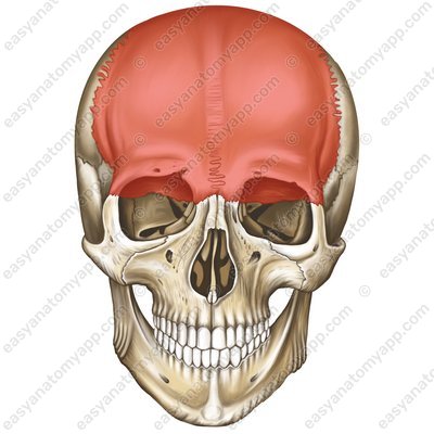 Frontal bone (os frontale)