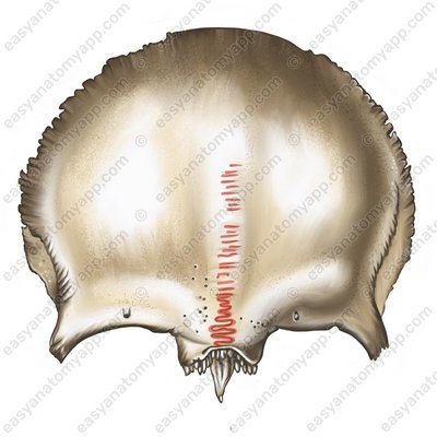 Frontal suture (sutura metopica)