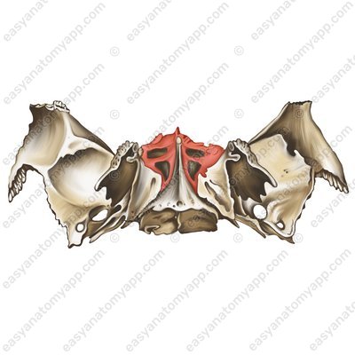Sphenoidal sinus (aperture sinus sphenoidalis)