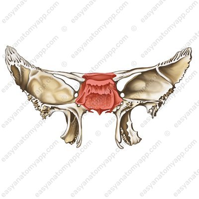 Body of the sphenoid bone (corpus ossis sphenoidalis)