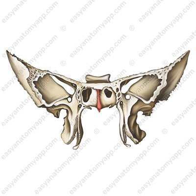 Sphenoidal crest (crista sphenoidalis)