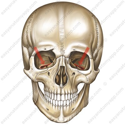 Inferior orbital fissure (fissura orbitalis inferior)