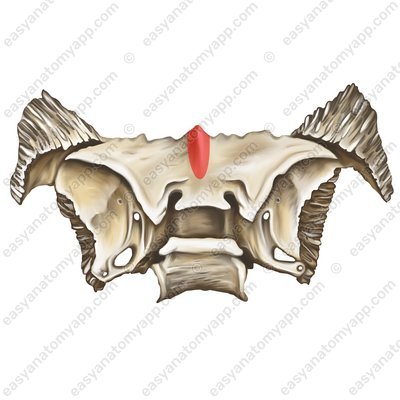 Jugum sphenoidale (jugum sphenoidale)