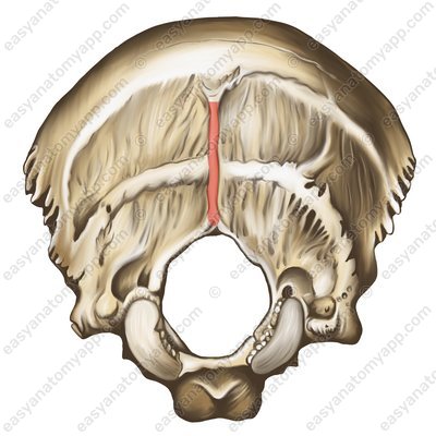 External occipital crest (crista occipitalis externa)