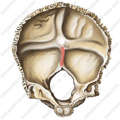 Internal occipital crest (crista occipitalis interna)