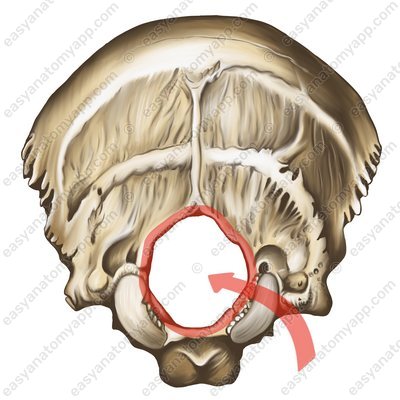 Foramen magnum (foramen occipitale magnum)