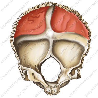 Cerebral fossa (fossa cerebralis)