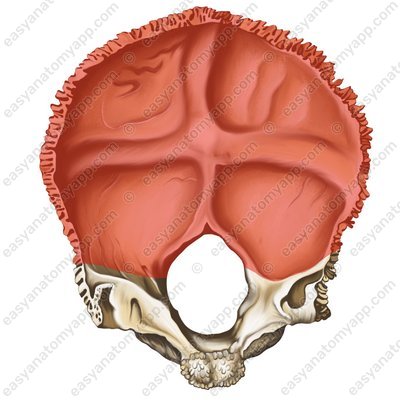 Squamous part of the occipital bone (squama occipitalis)