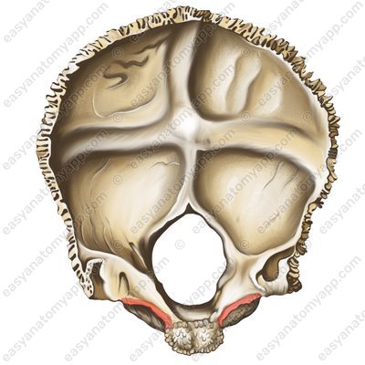 Groove for the inferior petrosal sinus (sulcus sinus petrosi inferioris)