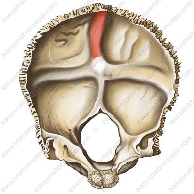 Superior sagittal sinus (sulcus sinus sagittalis superioris)