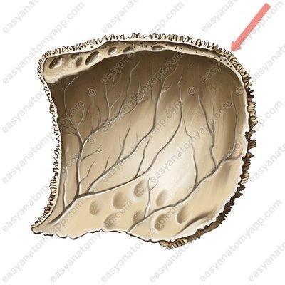 Occipital angle (angulus occipitalis)