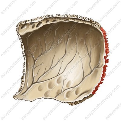 Occipital border (margo occipitalis)