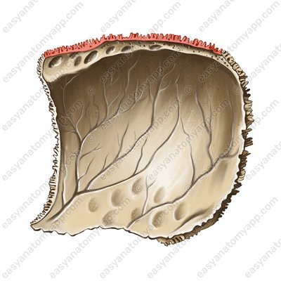 Sagittal border (margo sagittalis)
