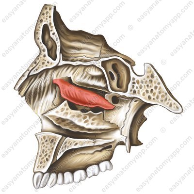 Middle nasal concha (concha nasalis media)