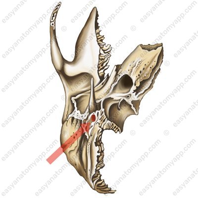 Stylomastoid foramen (foramen stylomastoideum)