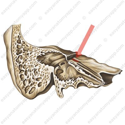 Hiatus for the greater petrosal nerve (hiatus canalis nervi petrosi majoris)