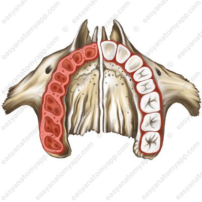 Alveolar arch (arcus alveolaris)