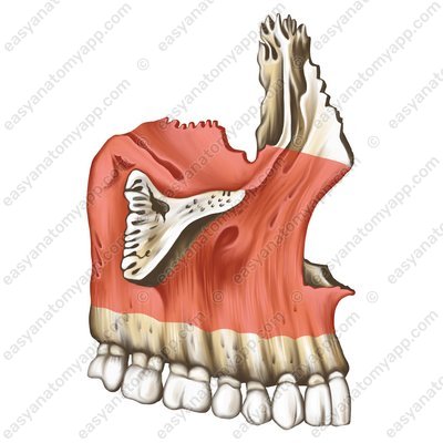 Body (corpus maxillae)