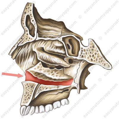 Inferior nasal meatus (meatus nasalis inferior)