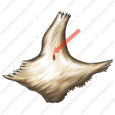 Zygomaticofacial foramen (foramen zygomaticofaciale)